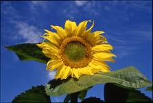 Christine LE GUYADEC - leguyadecc@gmail.com