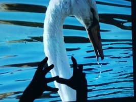 Christine LE GUYADEC - leguyadecc@gmail.com